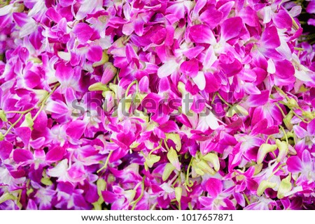 Blossom tropical background. Orchid flowers pattern.