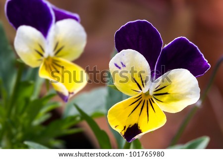 Viola tricolor (heartease) flower blooming in the spring. Royalty-Free Stock Photo #101765980