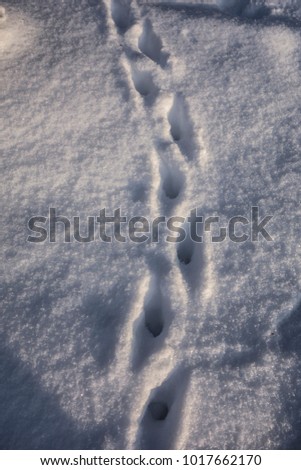 Animal tracks in the deep white snow on a sunny winter day.