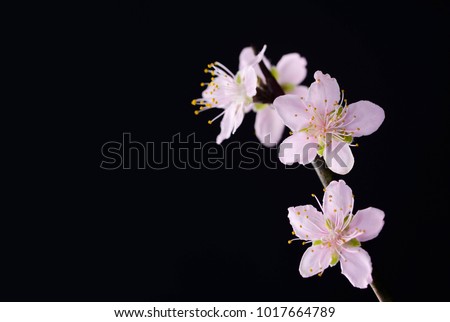 Pink cherry flowers on a black background .
