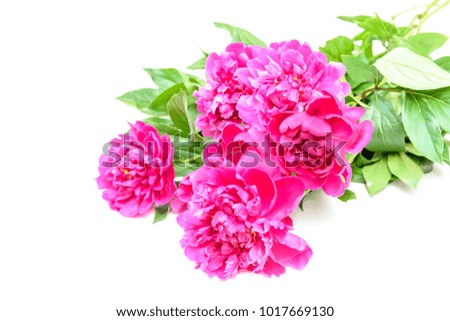 Bouquet of pink peonies on white background