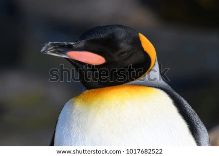 Adult King Penguin
