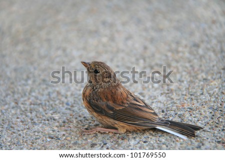 Close-up of a small scared sparrow on the ground, horizontal picture