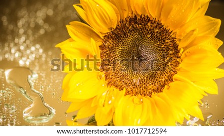 This picture shows a sunflower