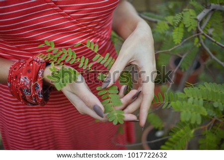 Close up picture of beautiful female hands with long manicured nails holding fresh light green sprouts. Unrecognizable woman wearing striped dress taking care of plants in greenhouse or garden