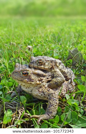 frogs - european toad (couple)