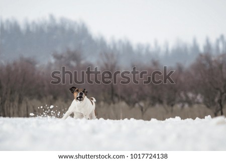 hunting dog fox terrier, running in the snow in the wild