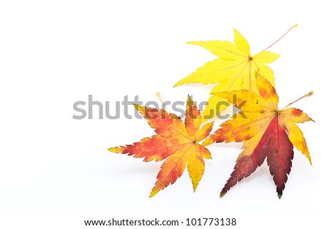 This is a picture of colored maple leaves in autumn.