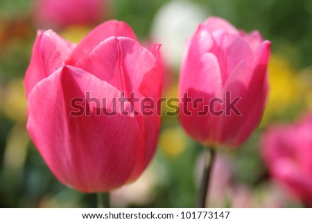 This is a picture of pink tulips was taken outdoors one day.