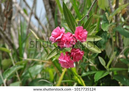 the pink oleander flowers