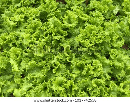 Green lettuce is made with vegetable salad.
