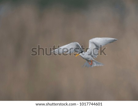 The River tern hunting at sunrise