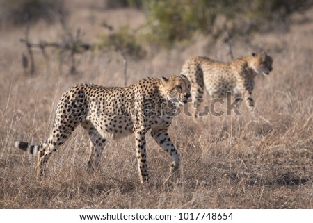 A horizontal, full length, colour image of two cheetah, Acinonyx jubatus, walking through a dry area of the Greater Kruger Transfrontier Park, South Africa.