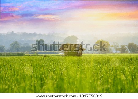 Rice field in the morning, Nan province,thailand