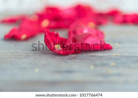Petal of red rose flower nature beautiful flowers from the garden for valentines on wooden floor with copy space in Valentine's Day, Wedding or Romantic Love Valentine concept