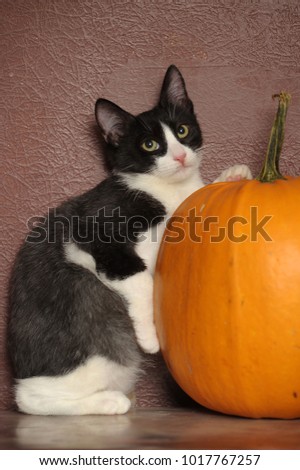 black with white kitten and pumpkin