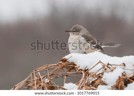 Mockingbird in Snow