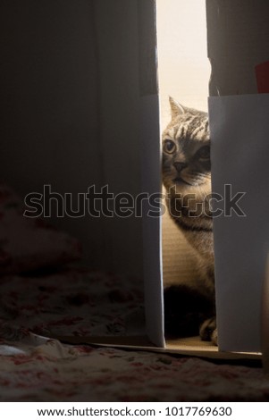 Tabby cat peeking out of box .
