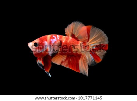 betta body is yellow, white and red with a black background.
