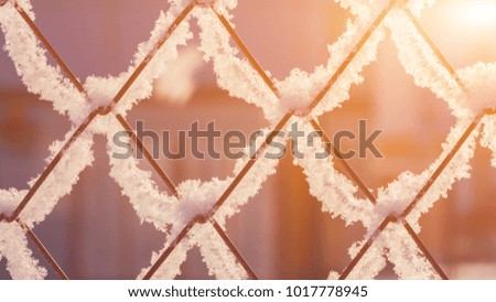 Texture of lattice in the snow. The lights of a sun. Winter morning. Frosty sunset.