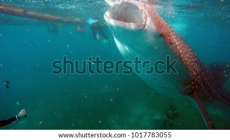 CEBU,PHILLIPINES - CIRCA January 2018 :snorkler being pulled out of the way of whaleshark