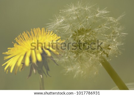 Double exposure of a Dandelion flower and Dandelion seeds