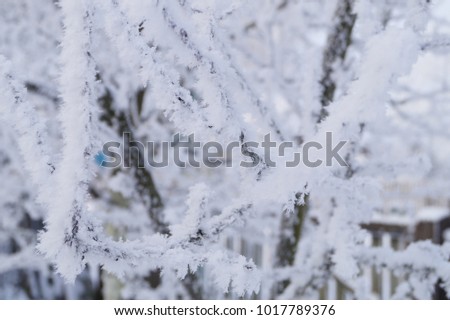 Close-up of tree branches covered with snow. Background image