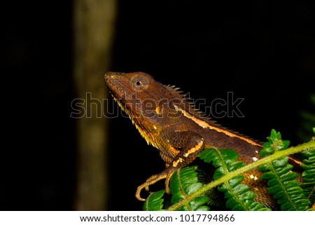 Jerdon's Forest Lizard, Calotes jerdoni, Kivikhu