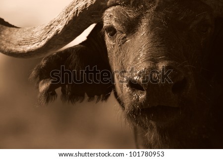 Close up monochrome portrait of cape buffalo head and horn Royalty-Free Stock Photo #101780953