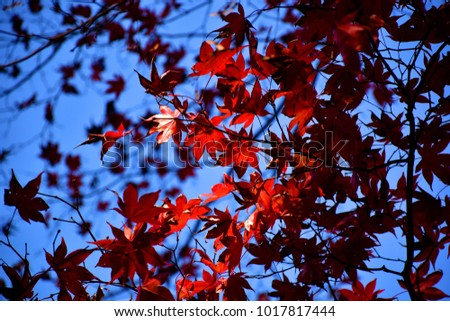 Red leave and maple during autumn in Nikko, Japan