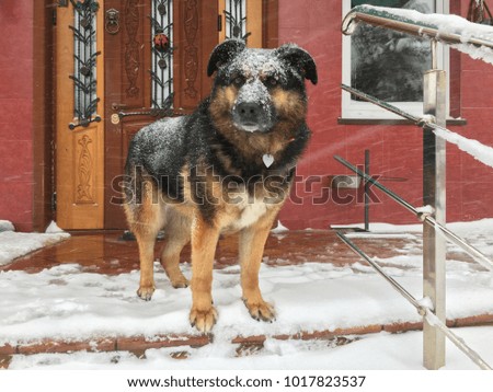 Dog covered by snow