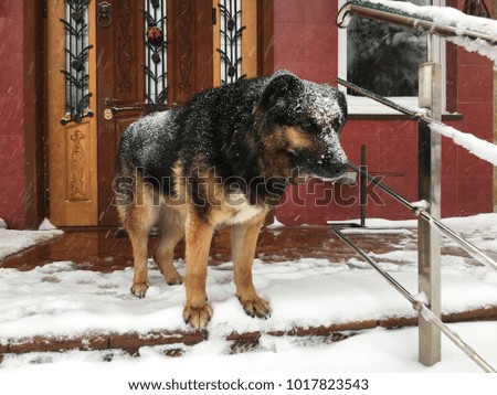 Dog covered by snow