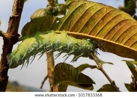 Caterpillar of common nawab butterfly eating guava leaf