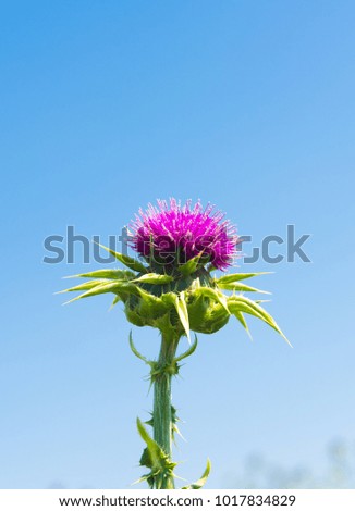 Thistle flower on blue sky background