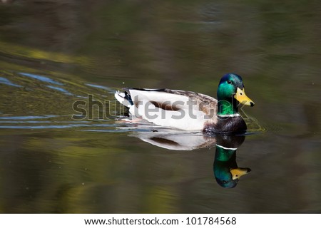 Duck Male Mallard swimming in a lake.