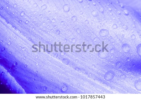 Raindrops on Tulip Background.  A natural, textured presentation background with smooth lines and specular highlights.