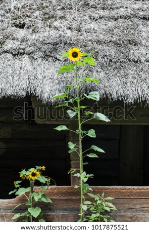 Tall sunflower grows near old wooden house with thatched roof in summer village, Ukraine