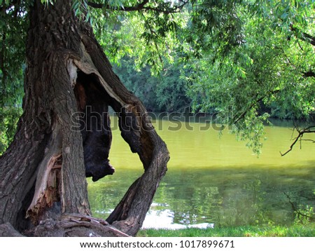 Natural still life with old damaged tree, broken wiillow in water. Summer natural scene