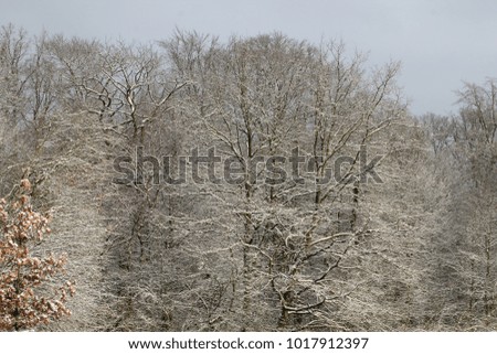 Winter wonderland Snowfall