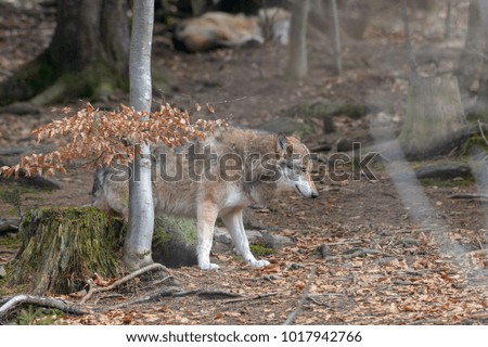 Wolves in a forest 