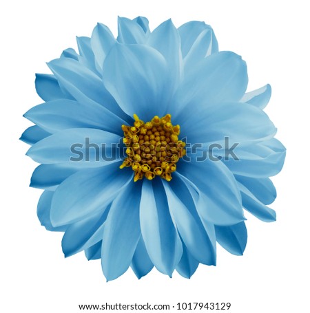 Dahlia light blue flower  on a white isolated background with clipping path.  Closeup no shadows. Garden  flower. Nature.