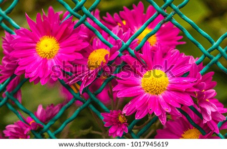 red flowers in green fence