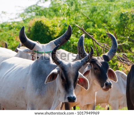Herd of cows, Indian holy brown and white cows