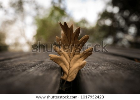 roads, leaves and perspectives ... winter, in a Sicilian wood