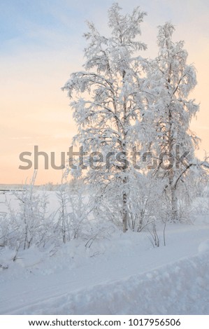 Snowy tree in northern Sweden
