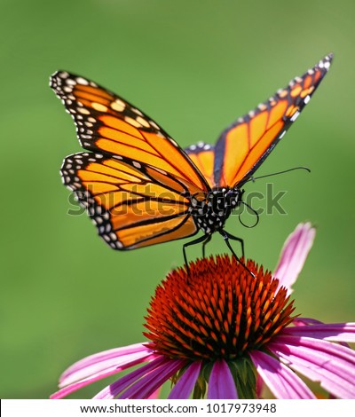beautiful orange monarch butterfly on a cone flower sipping nectar and spreading pollen on a warm summer day