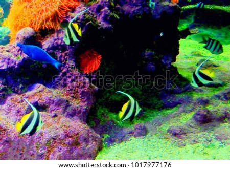striped fish in the aquarium