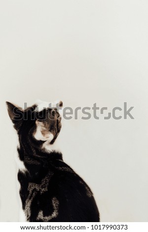 Black and white cat looking at a blank white wall