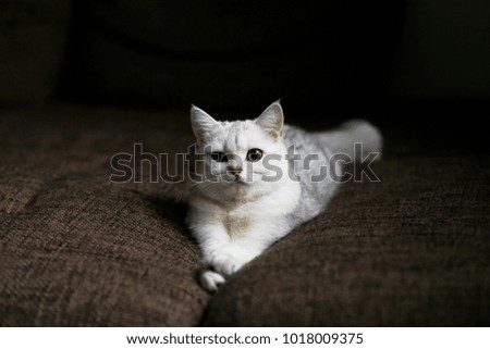White british short hair cat lies on a sofa in livingroom
