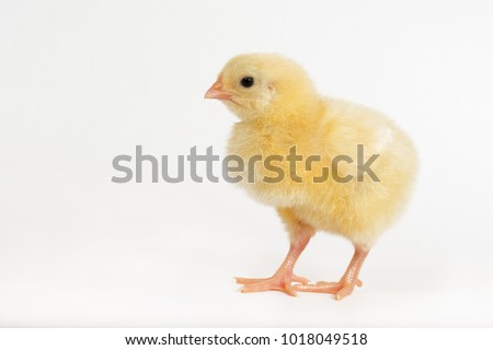 little chicken broiler isolated on white background Royalty-Free Stock Photo #1018049518